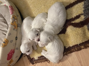 Bichoni maltezi  - imagine 3