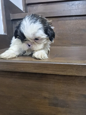Puii shih-tzu 