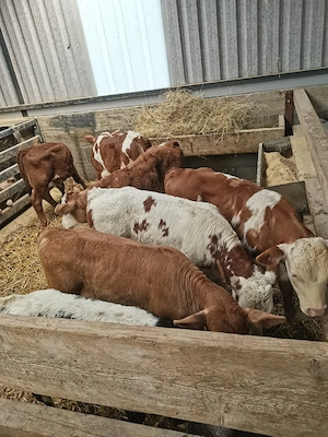 de vanzare 7 vitei - imagine 2