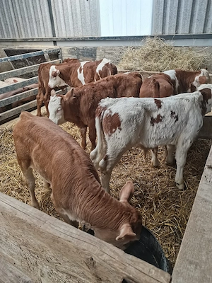 de vanzare 7 vitei - imagine 4