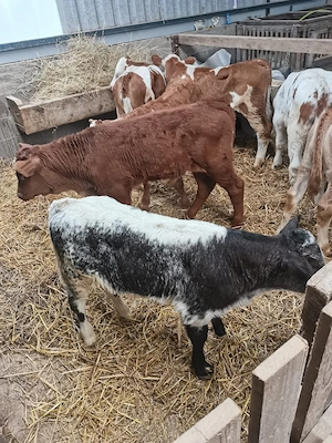 de vanzare 7 vitei - imagine 5