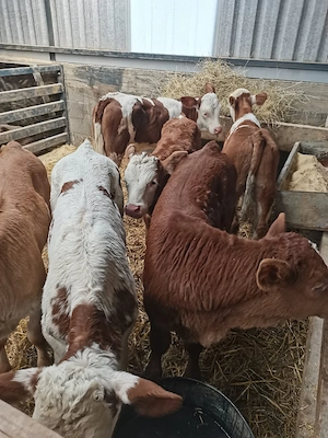 de vanzare 7 vitei - imagine 3