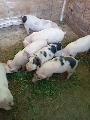 vand purcei  - imagine 2