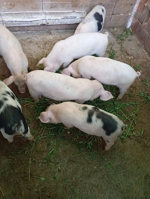 vand purcei  - imagine 3