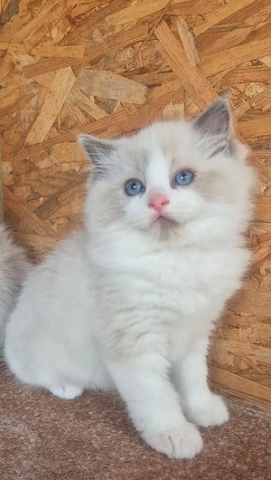 Ragdoll Blue superb  - imagine 2