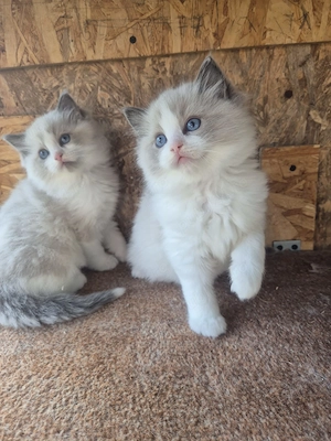 Ragdoll Blue superb 