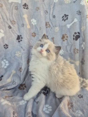 Ragdoll Blue superb  - imagine 3