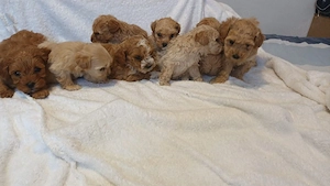 Vand 9 catei  maltipoo 