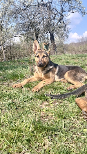 Ciobanesc German de vânzare  - imagine 3