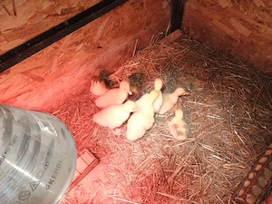 Boboci gâscă de vânzare  - imagine 2