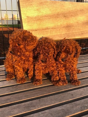 Pui pudel red talie mini - fetițe și băieți de vânzare - caută familie iubitoare