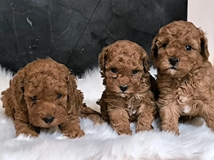 Pui Pudel Red mini - fetițe și băieți de vânzare