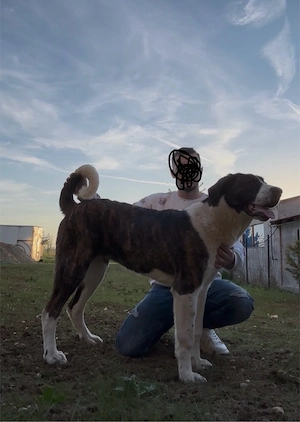 femela 6 luni - imagine 3