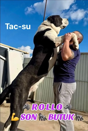 femela 6 luni - imagine 4