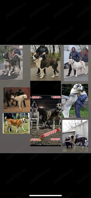 femela 6 luni - imagine 5