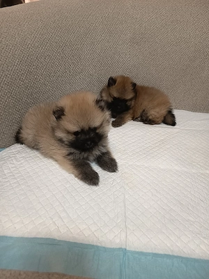 Pomeranian Toy mascul!!! - imagine 3