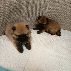 Pomeranian Toy mascul!!!
