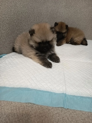 Pomeranian Toy mascul!!! - imagine 2