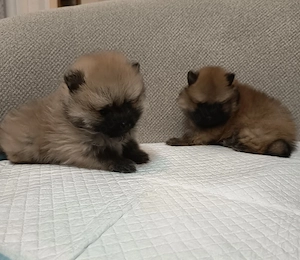 Pomeranian Toy!!! - imagine 3