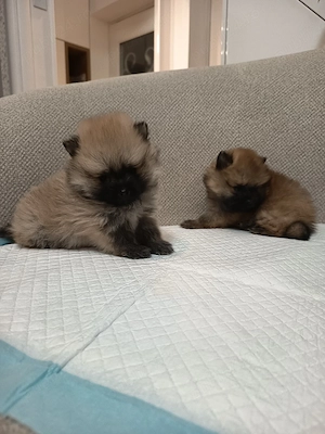 Pomeranian Toy!!! - imagine 4