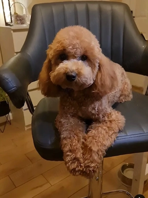 Pomeranian Toy!!! - imagine 2