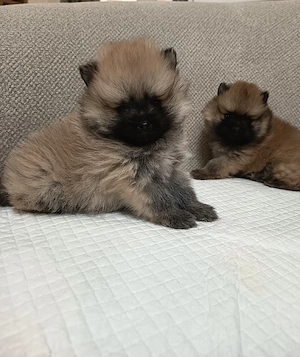 Pomeranian Mascul toy ! - imagine 3
