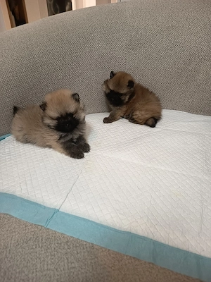 Pomeranian Mascul toy ! - imagine 5