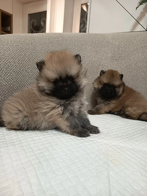 Pomeranian Mascul toy ! - imagine 4