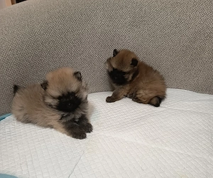 Pomeranian Mascul toy ! - imagine 2