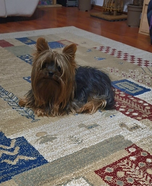 Yorkshire terrier toy