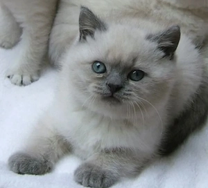 Ragdoll fetița  și baietel 