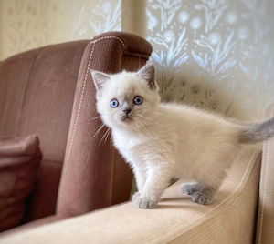 Ragdoll fetița  și baietel  - imagine 5