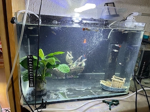 Acvariu 50 litri - imagine 3