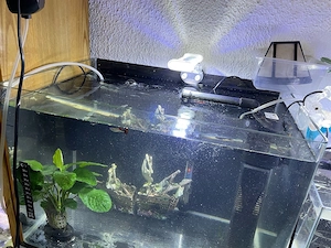 Acvariu 50 litri - imagine 4