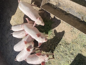 Purcei de vânzare inf tel  