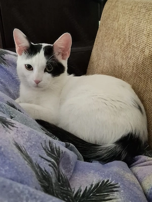 Adopție motănel 10 luni, Bucureşti  - imagine 5