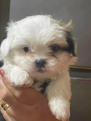 Câine de vanzare - imagine 4