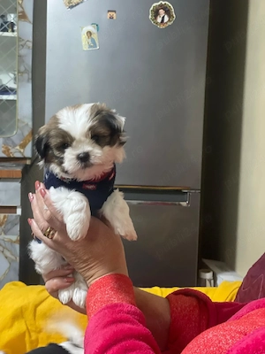 Câine de vanzare - imagine 3