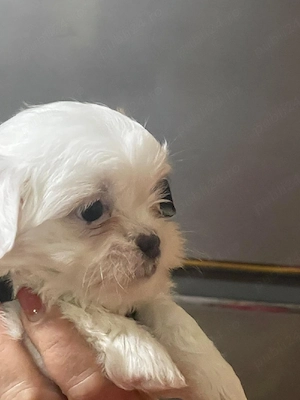 Câine de vanzare - imagine 5