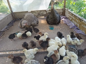 vand pui de curca  - imagine 2