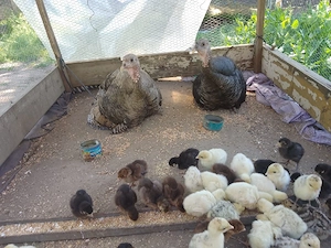 vand pui de curca  - imagine 4