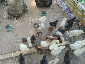 vand pui de curca  - imagine 5