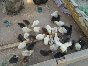 vand pui de curca  - imagine 3