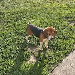 Beagle fetiță 2 ani