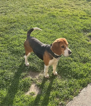 Beagle fetiță 2 ani - imagine 2