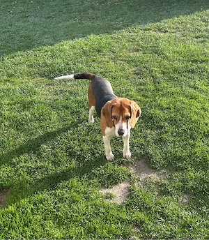Beagle fetiță 2 ani - imagine 3