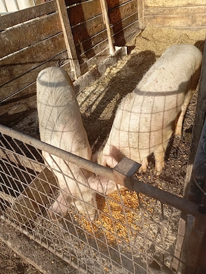 porci de vânzare  - imagine 5