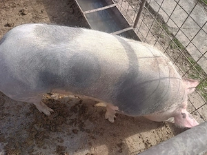 Porci 15 lei kg - imagine 2