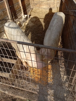 porci de vânzare  - imagine 3