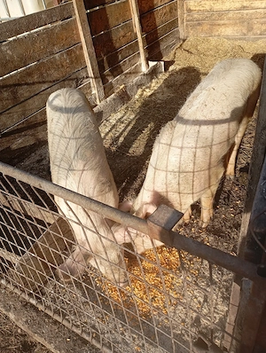 porci de vânzare  - imagine 4